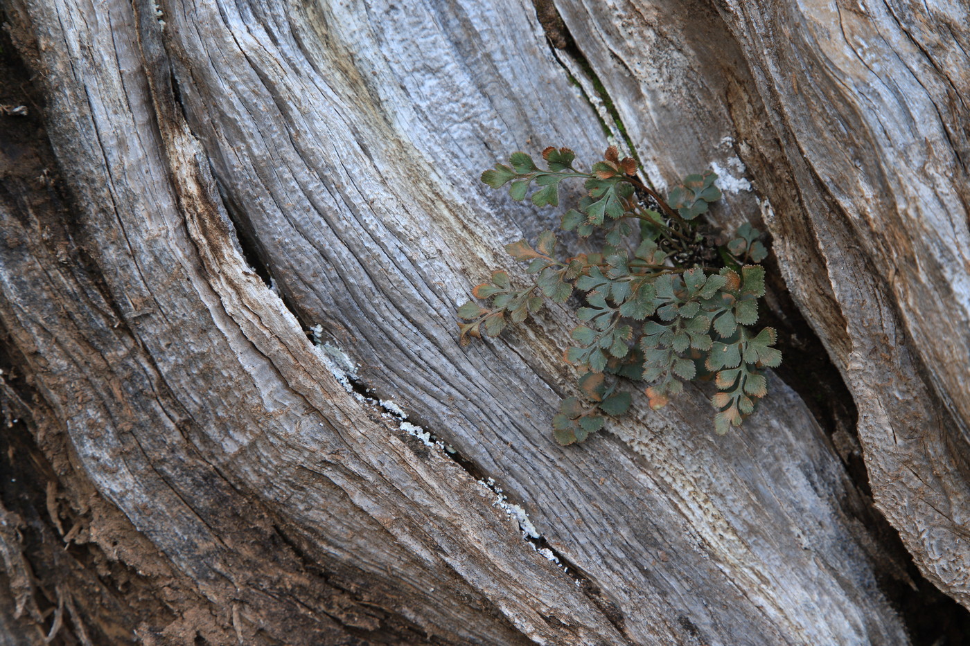 Изображение особи Asplenium ruta-muraria.