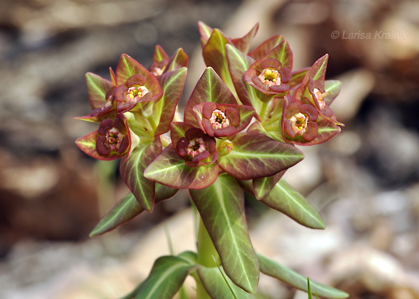 Изображение особи Euphorbia komaroviana.