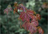 Acer platanoides. Молодые листья на верхушке побега. Московская обл., Раменский р-н, окр. дер. Хрипань, садовый участок. 17.05.2024.