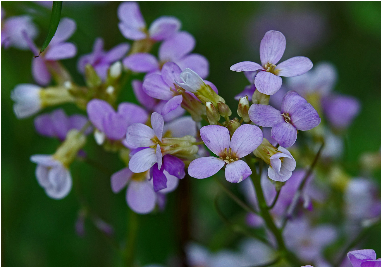 Image of Arabis &times; arendsii specimen.