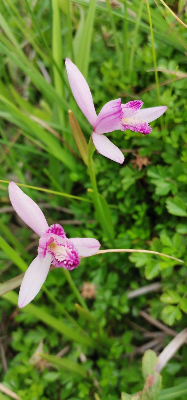 Image of Pogonia japonica specimen.