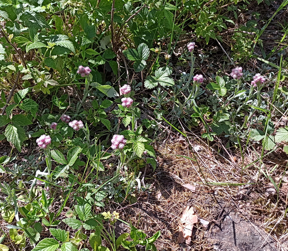 Изображение особи Antennaria dioica.