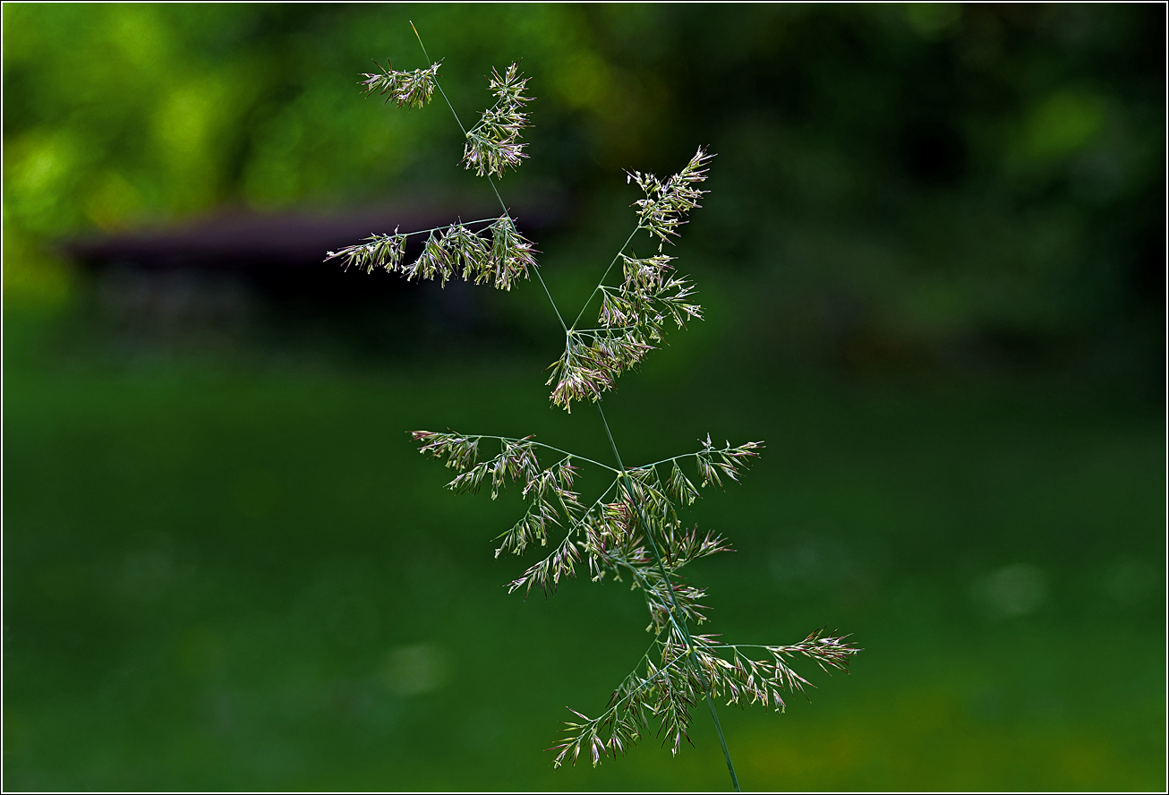 Изображение особи род Calamagrostis.