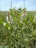 Glycyrrhiza glabra. Цветущий побег. Украина, Арабатская стрелка, 70-й км. 07.06.2009.