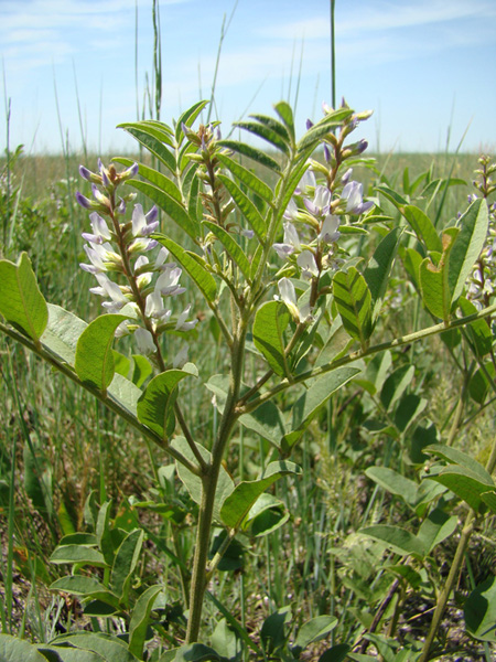 Image of Glycyrrhiza glabra specimen.