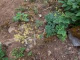Thalictrum minus