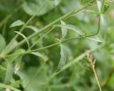 Stachys atherocalyx