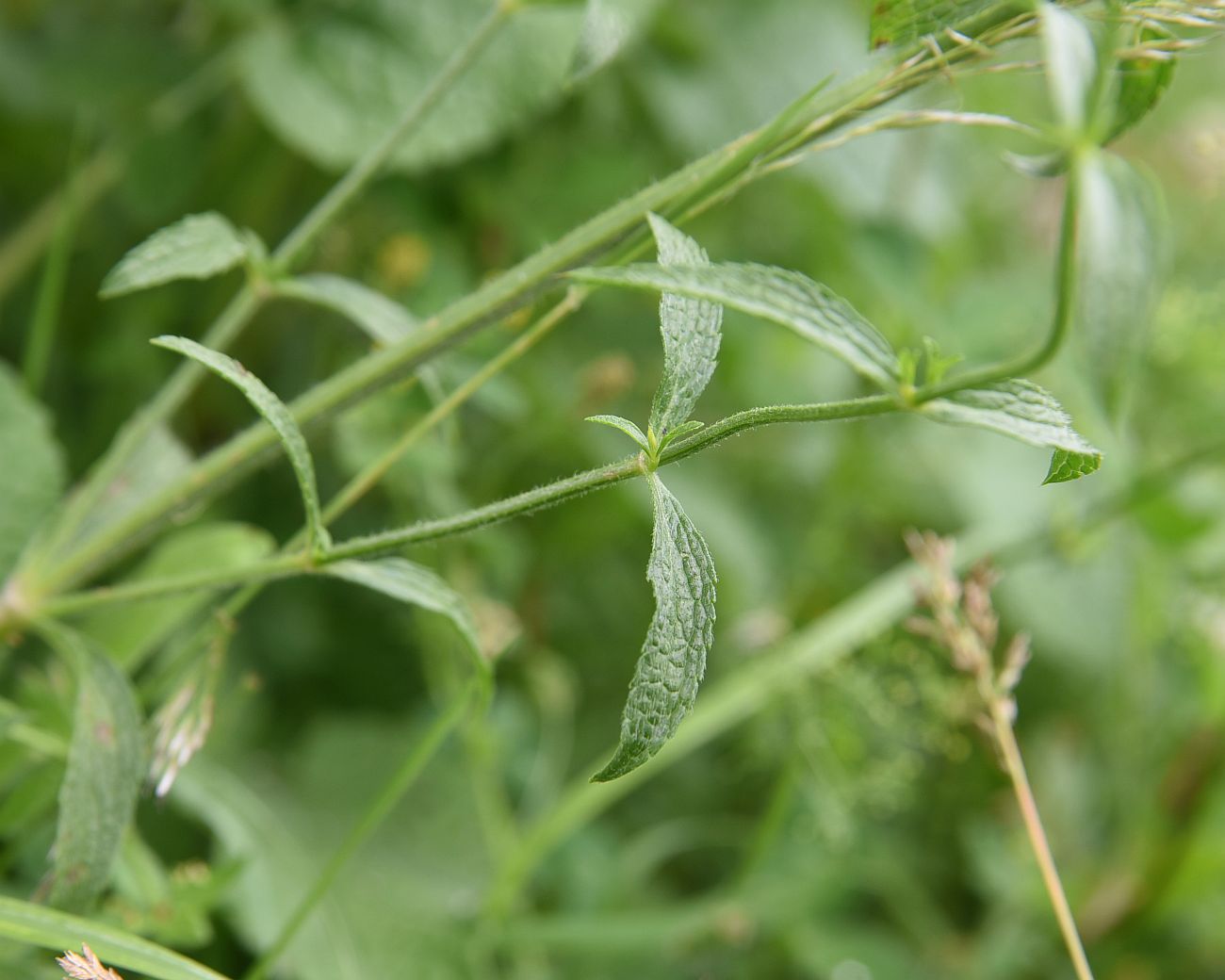 Image of Stachys atherocalyx specimen.