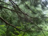 Sequoiadendron giganteum