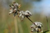 Anthyllis vulneraria