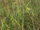 Lathyrus sylvestris