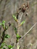 Rosa rugosa