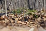 Pinus koraiensis. Молодые растения. Приморский край, Уссурийский гор. округ, окр. с. Монакино, широколиственный лес. 20.04.2025.