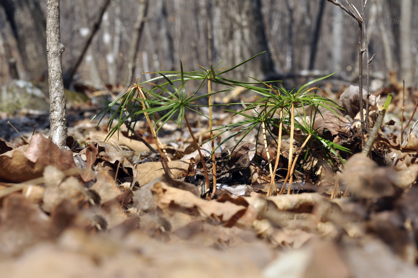 Изображение особи Pinus koraiensis.