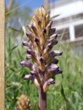Orobanche cumana. Соцветие. Крым, окр. Феодосии, Курортное, пустынно-степной склон (паразитирует на Artemisia taurica). 11 мая 2025 г.