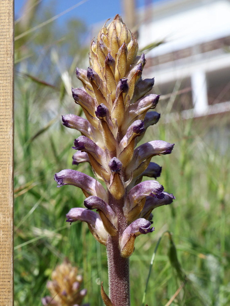 Image of Orobanche cumana specimen.