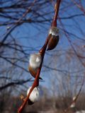 Salix gracilistyla
