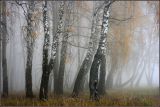 Betula pendula. Стволы деревьев. Тульская обл., Дубенский р-н, окр. с. Протасово, опушка леса по дороге к \"хутору\". 27.10.2007.