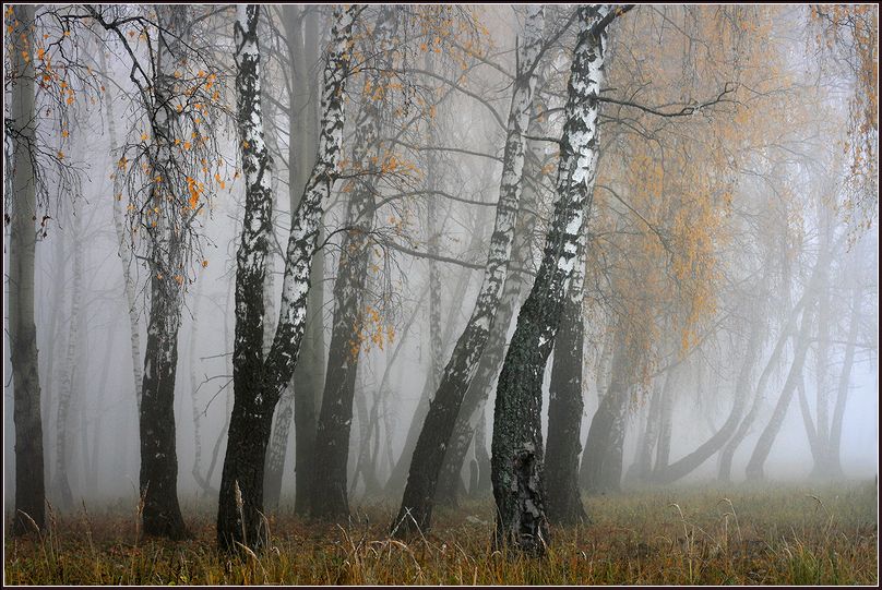 Изображение особи Betula pendula.