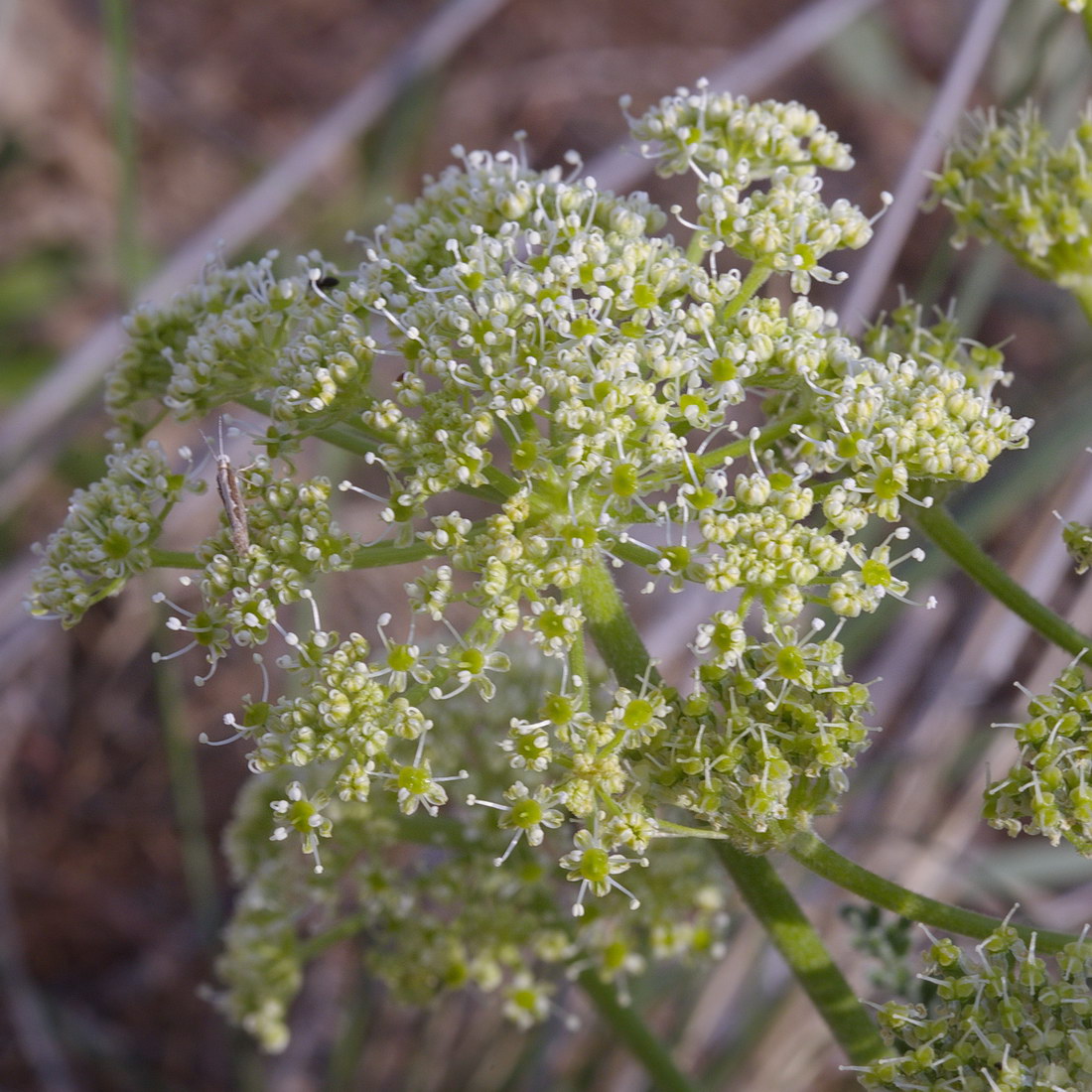 Изображение особи семейство Apiaceae.
