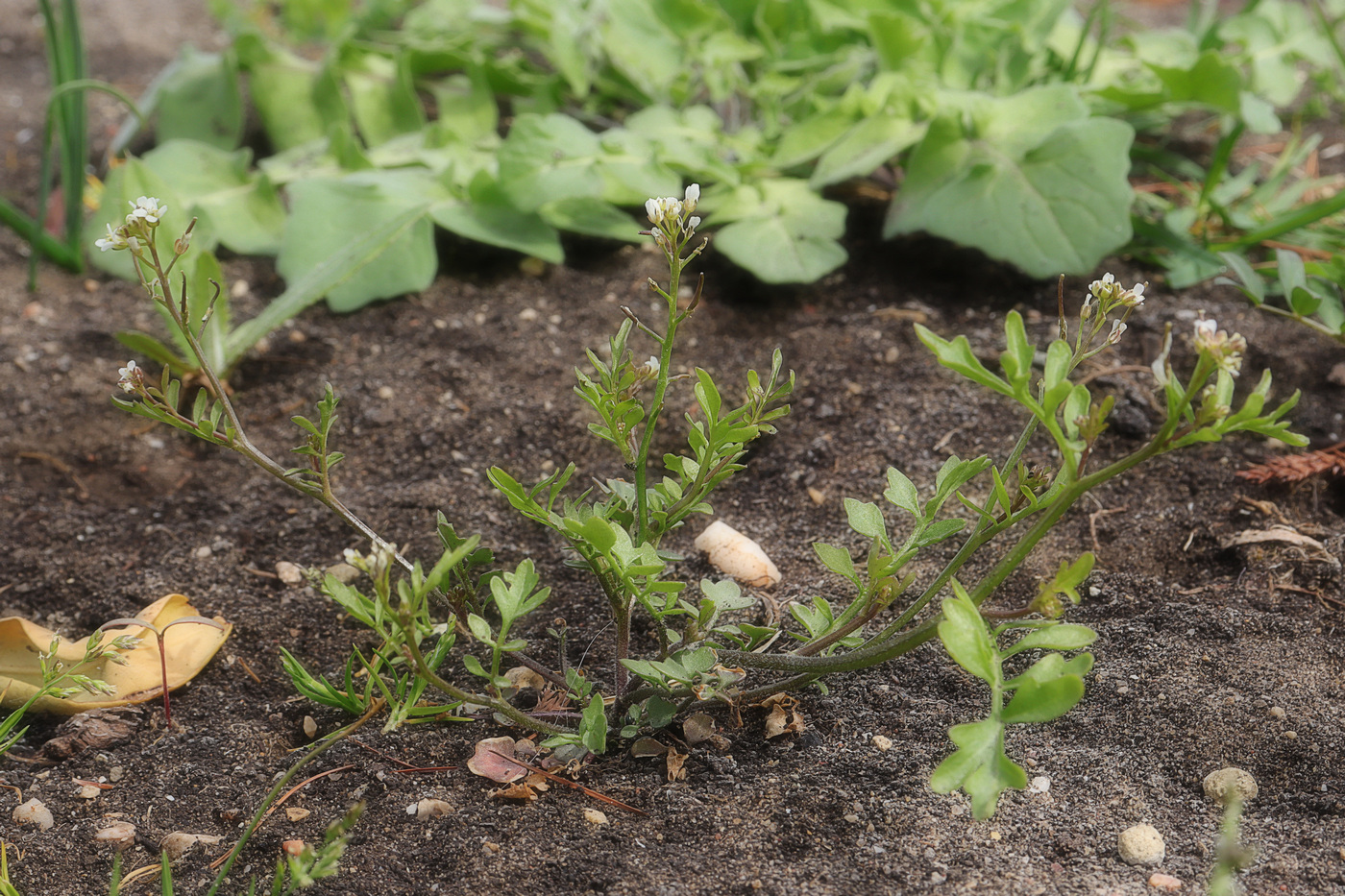 Image of Cardamine occulta specimen.