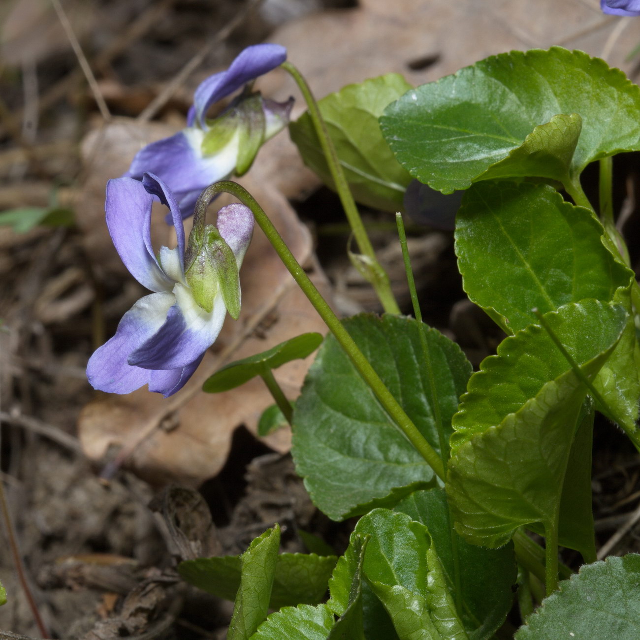 Image of Viola canina specimen.