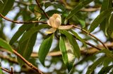 Magnolia insignis