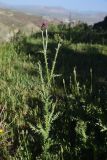 genus Carduus