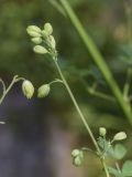 Thalictrum minus. Верхушка соцветия с бутонами (?). Испания, Каталония, пров. Жирона, комарка Рипольес, муниципалитет Сеткасес, окр. н.п. Сеткасес, ≈1300 м н.у.м., пойма р. Тер, каменистый берег реки, опушка смешанного леса. 27.07.2025.