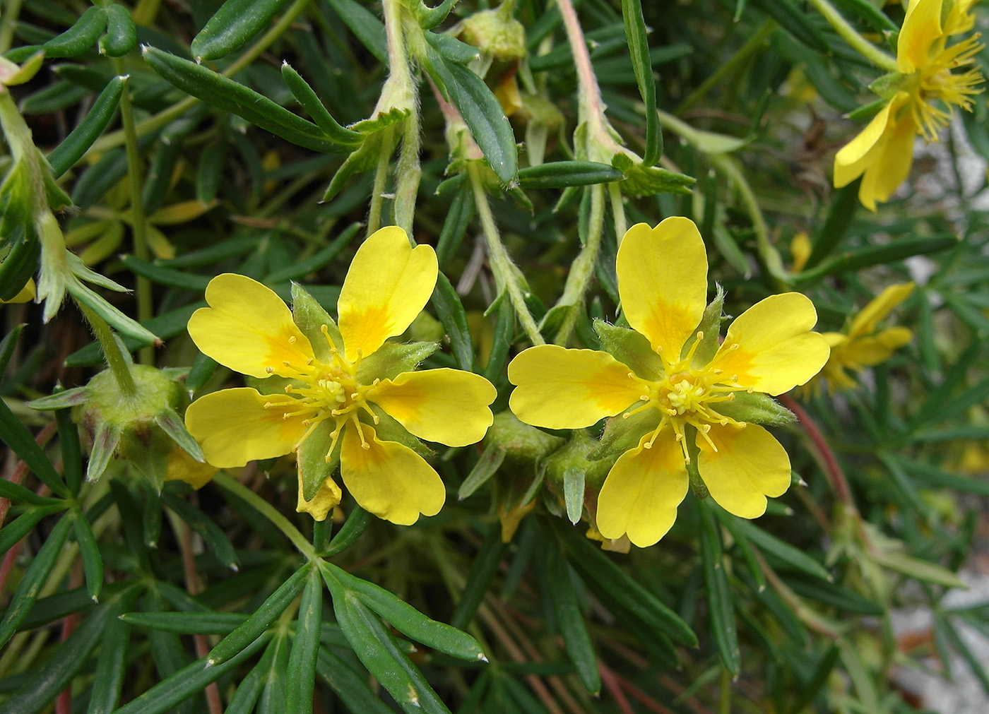 Изображение особи Potentilla biflora.