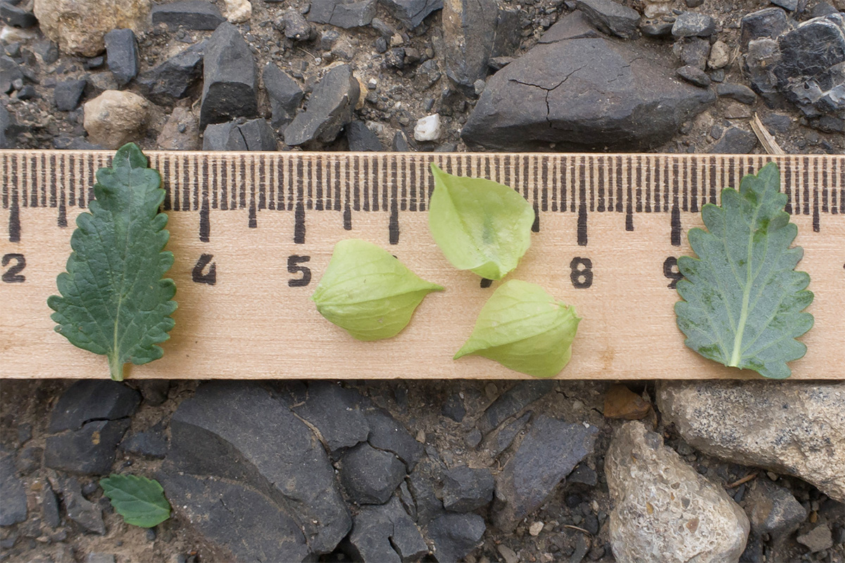Изображение особи Scutellaria polyodon.