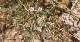 Polycarpaea robbairea. Веточки с цветками. Израиль, склон гор к Мёртвому морю, между камней в пустыне. 23.02.2011.