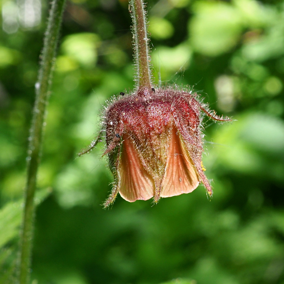 Image of Geum rivale specimen.