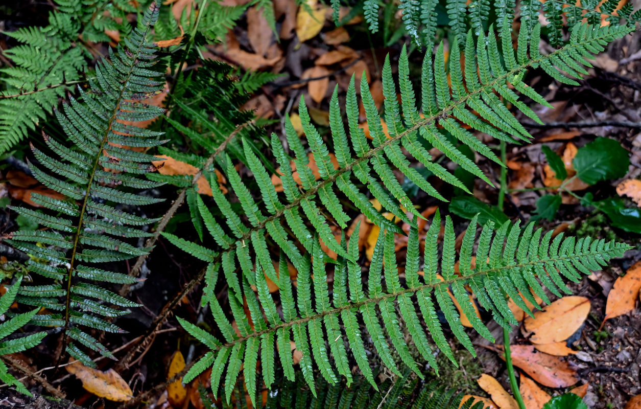 Изображение особи Polystichum setiferum.
