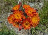 Pilosella aurantiaca