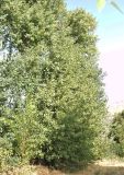genus Populus