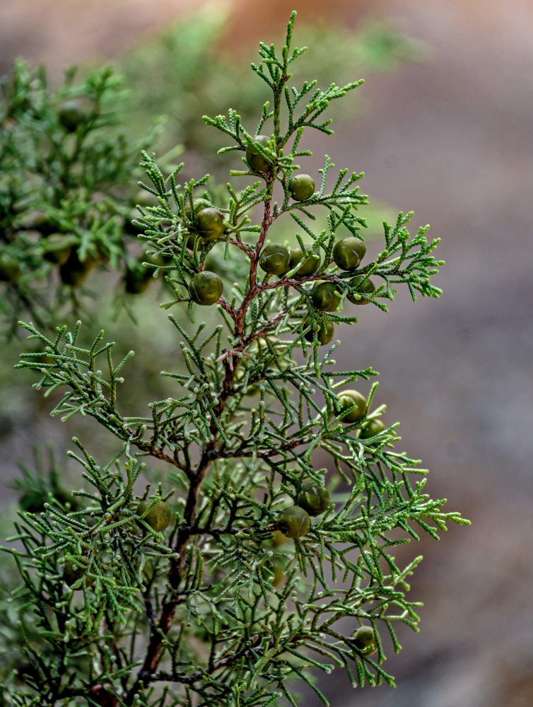 Изображение особи Juniperus phoenicea.