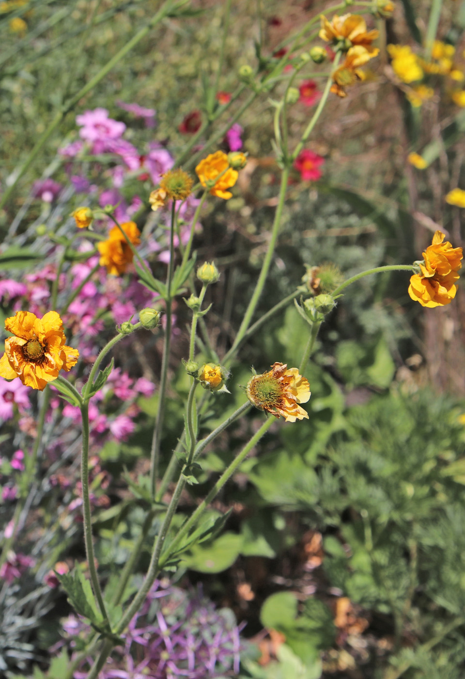 Image of Geum quellyon specimen.