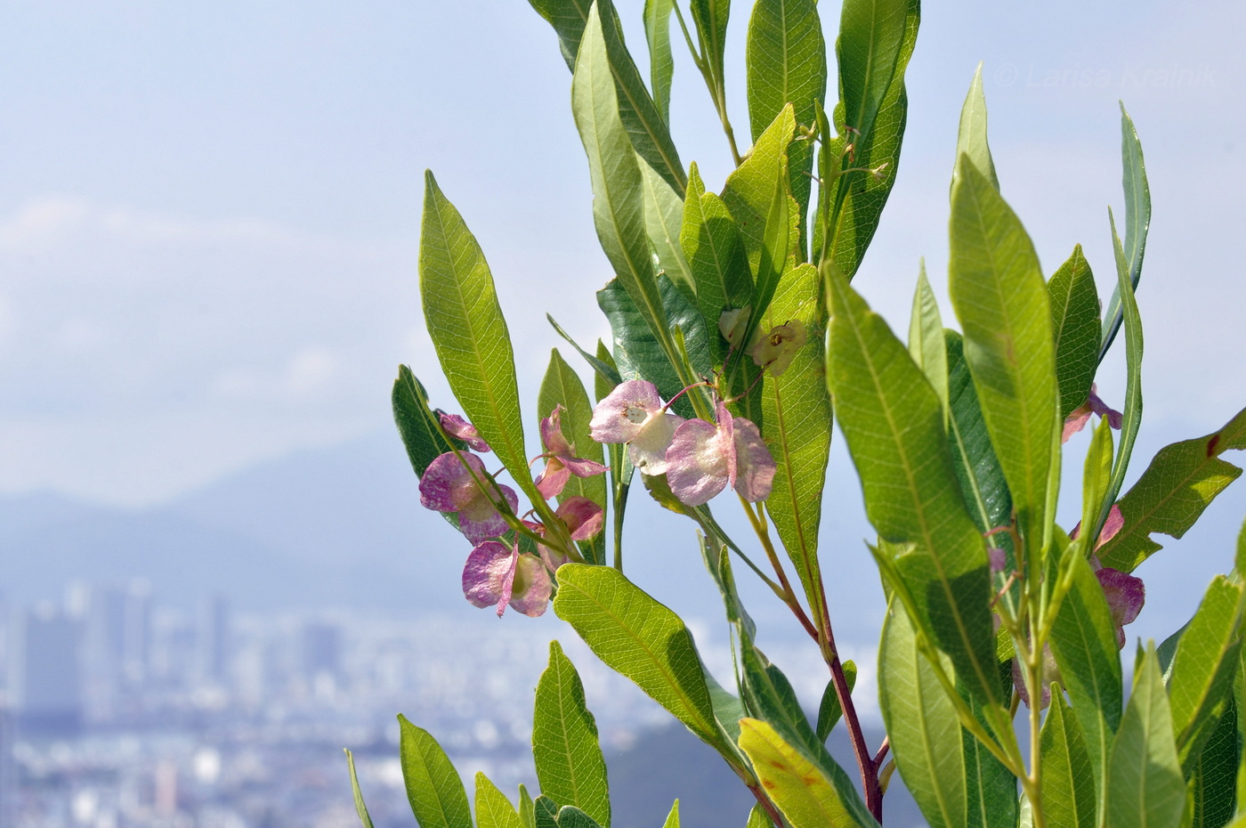 Изображение особи род Dodonaea.