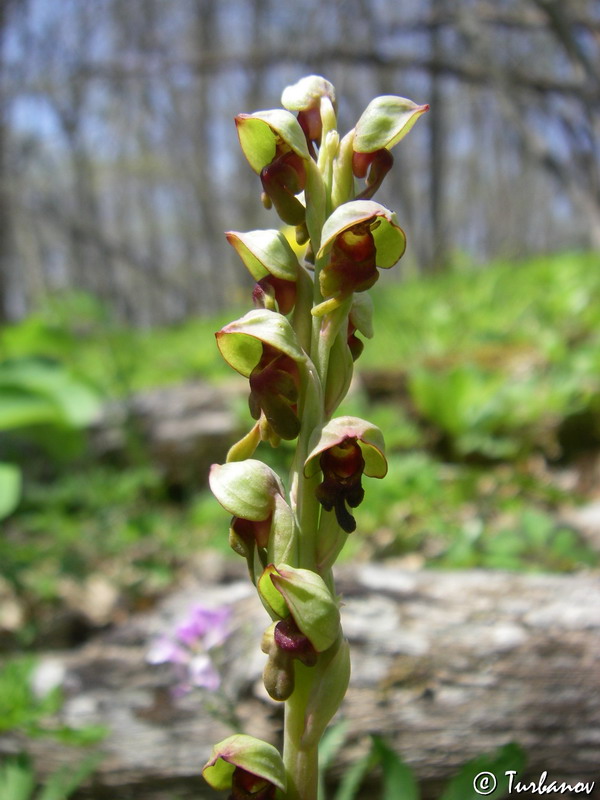 Image of Steveniella satyrioides specimen.
