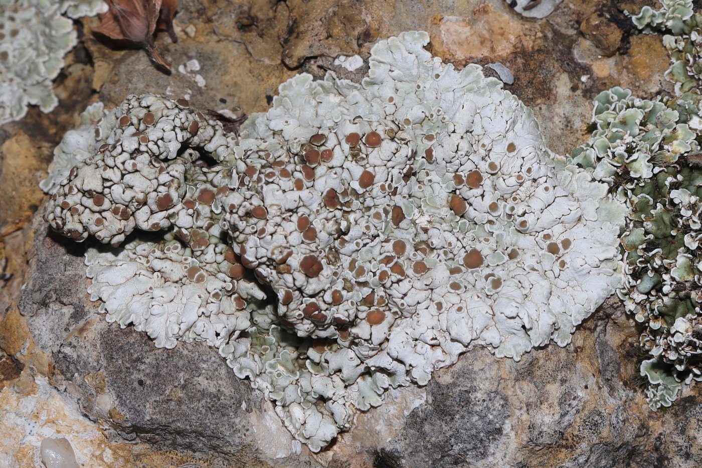 Image of Squamarina lentigera specimen.