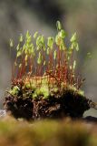 genus Bryum. Часть куртины растений со спорогонами, извлечённая из субстрата. Ленинградская обл., Гатчинский р-н, окр. пос. Пудость, заброшенный травертиновый карьер, на крыше заброшенного земляного погреба. 21.05.2025.