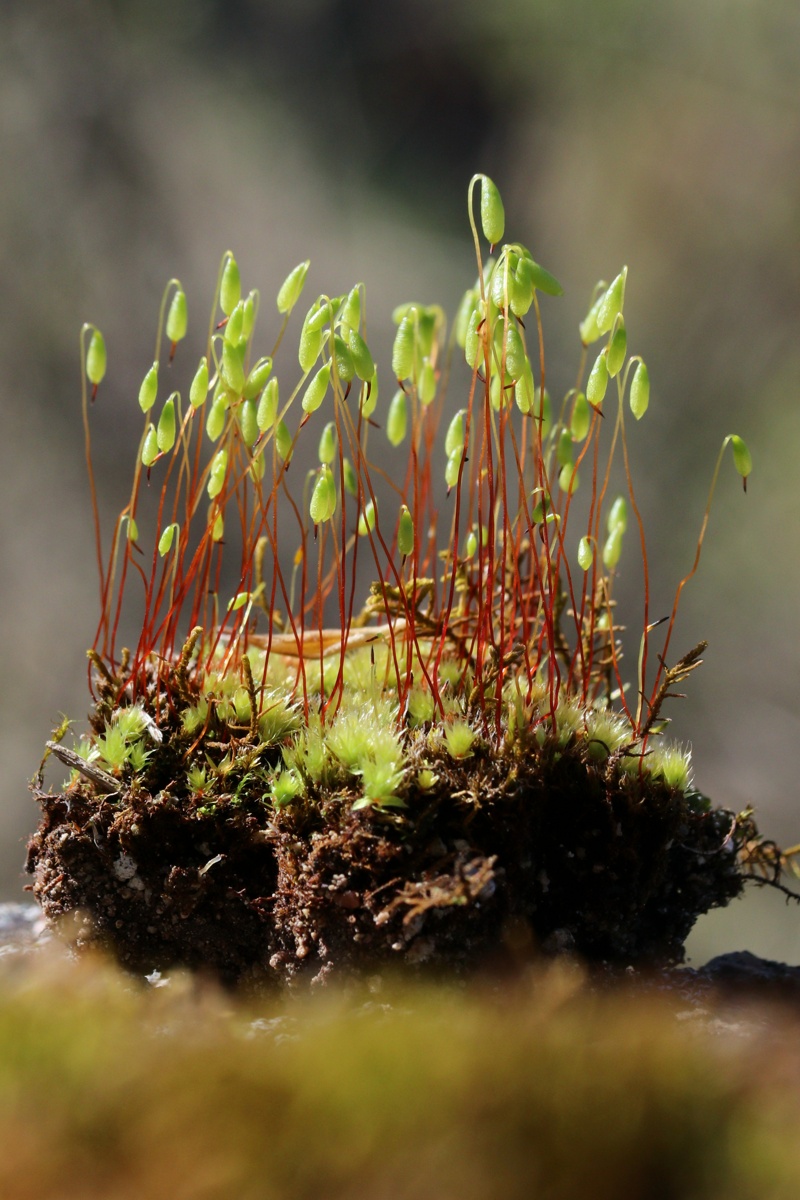 Image of genus Bryum specimen.