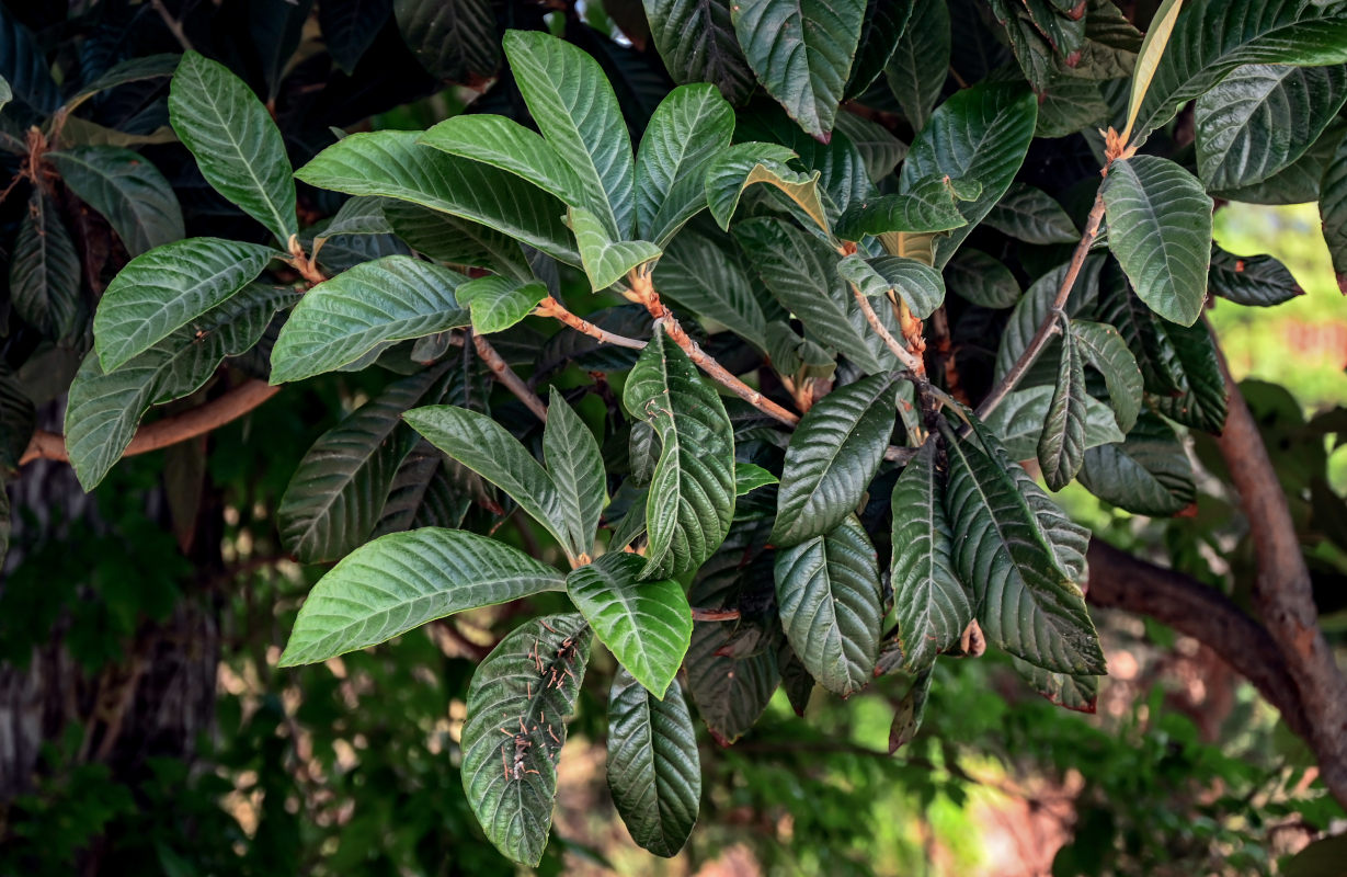 Изображение особи Eriobotrya japonica.
