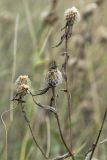 род Centaurea. Верхушки побегов с соплодиями. Ставропольский край, г. Пятигорск, склон горы Машук, Поляна Песен, разнотравный луг. 27.09.2025.
