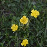 genus Ranunculus. Цветки. Турция, ил Карс, окр. локального перевала, выс. 2450 м н.у.м., луг. 27 мая 2025 г.
