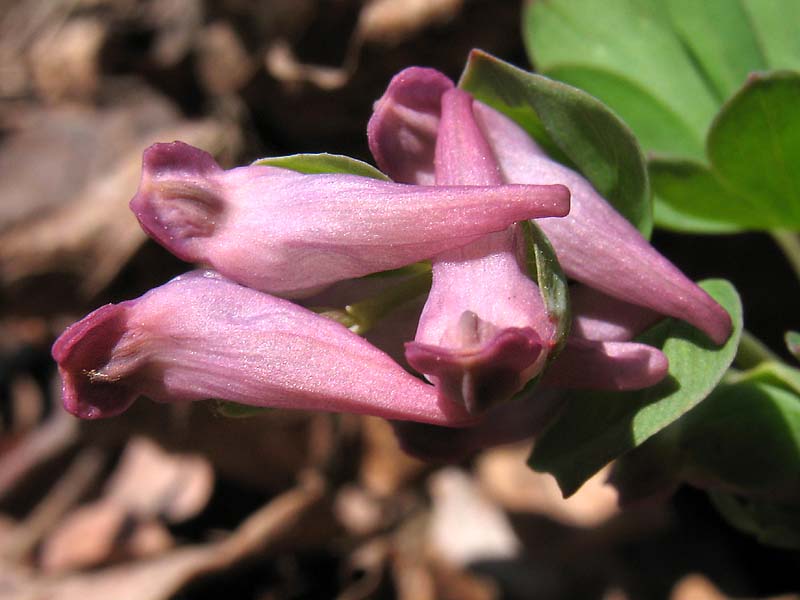 Image of Corydalis intermedia specimen.
