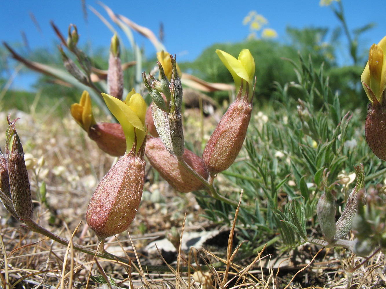 Image of Astragalus krauseanus specimen.
