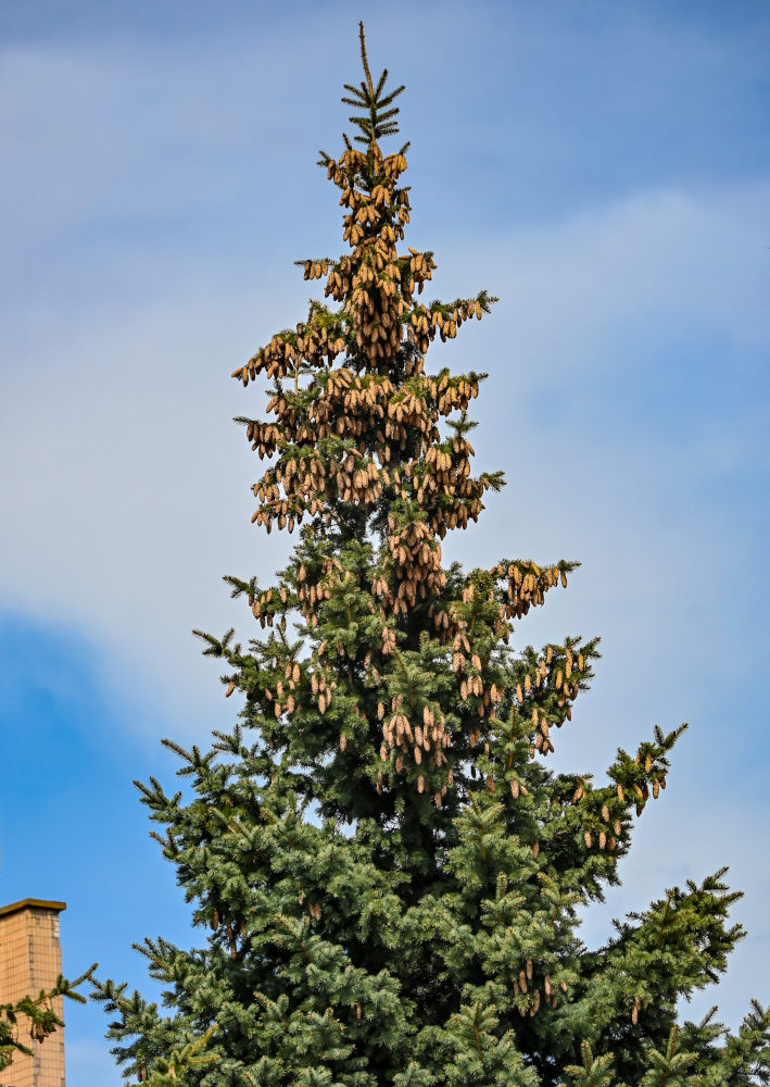 Изображение особи Picea abies.