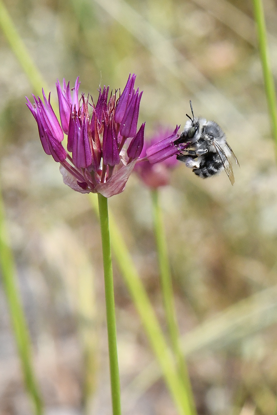 Image of Allium barsczewskii specimen.